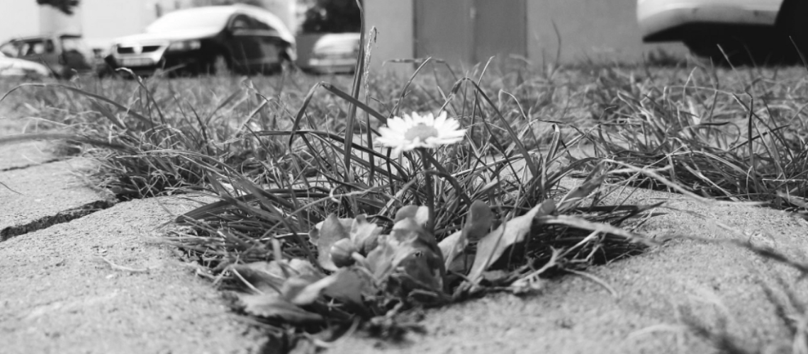 HOF & PARKPLATZ Reinigung